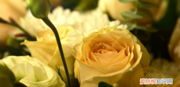 道歉的花是什么花，道歉送什么花给女朋友