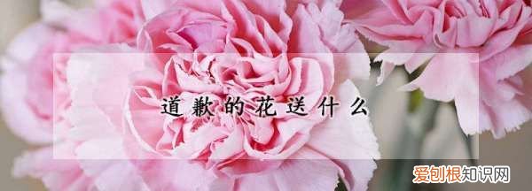 道歉的花是什么花，道歉送什么花给女朋友