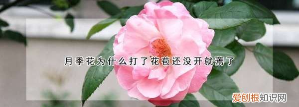 月季的花苞为何蔫了,月季花苞没开就枯萎了是什么原因呢
