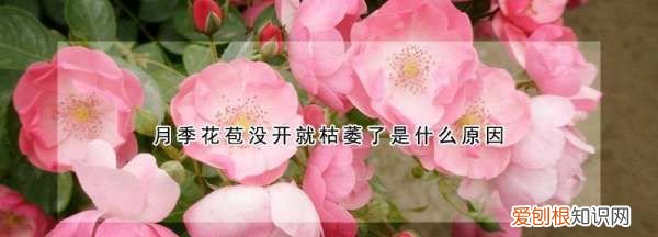月季的花苞为何蔫了,月季花苞没开就枯萎了是什么原因呢