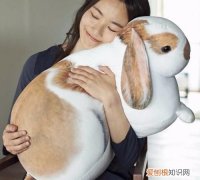 神秘代码结局为什么要抱兔子