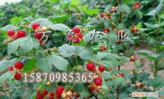 覆盆子什么时候采摘，覆盆子采摘和保存方法