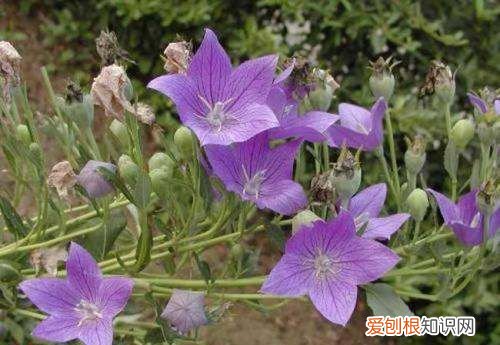 ，种子需要泡水