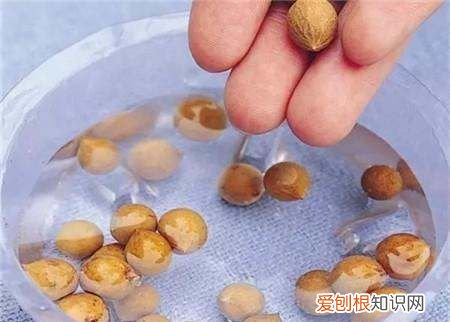 ,种子需要泡水