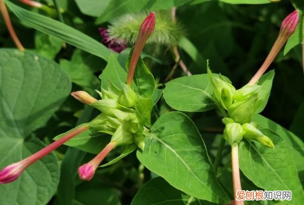 ，种子需要泡水