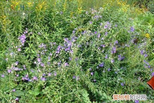 ，种子需要泡水