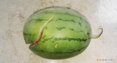 西瓜摔裂了还能吃吗