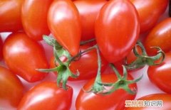 圣女果是转基因的吗，黄色小柿子是转基因的