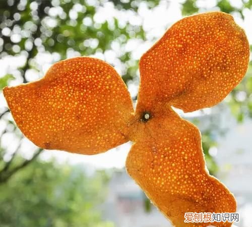 陈皮是什么水果的皮,陈皮桔什么时候成熟