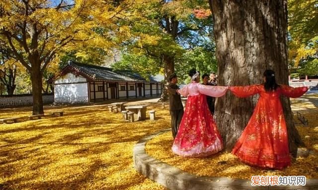 正宗虎骨酒颜色，卖朝鲜虎骨酒违法吗