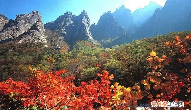 正宗虎骨酒颜色，卖朝鲜虎骨酒违法吗