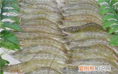 东方虾和南美虾的区别,黄头侧颈龟和黄耳的区别