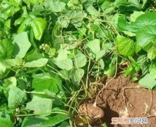 凉薯的叶子可以吃吗，凉薯叶片发白是什么原因
