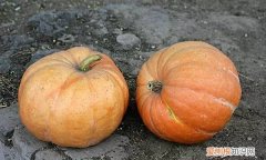 为什么南瓜不能生吃，南瓜为什么不能过夜