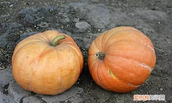 为什么南瓜不能生吃，南瓜为什么不能过夜