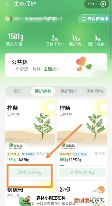 蚂蚁森林怎么种树,支付宝公益活动蚂蚁森林怎么种树