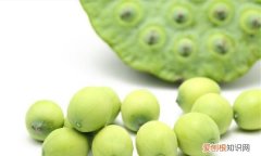 新鲜莲子怎么保存，新鲜莲子心可以吃吗