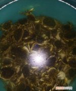河里的螃蟹有营养吗，河里腿上有毛的螃蟹能吃