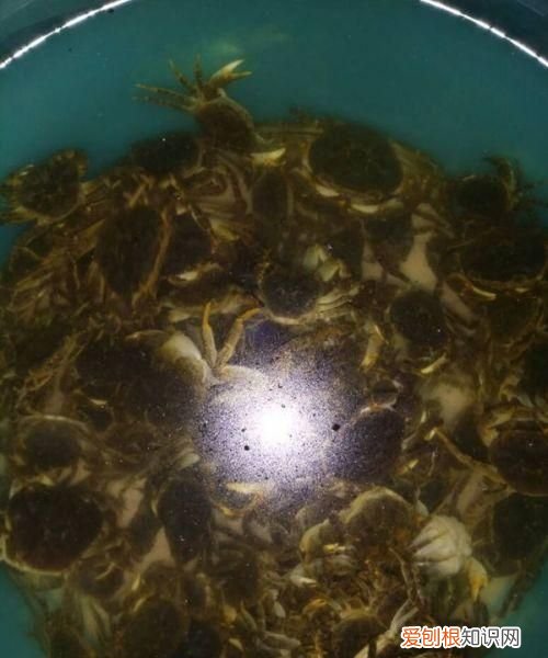 河里的螃蟹有营养吗,河里腿上有毛的螃蟹能吃