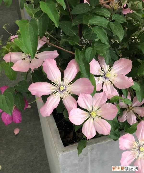 铁线莲有潜叶蝇打什么药,铁线莲叶子很多小孔怎么办