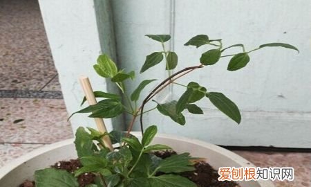 铁线莲有潜叶蝇打什么药，铁线莲叶子很多小孔怎么办