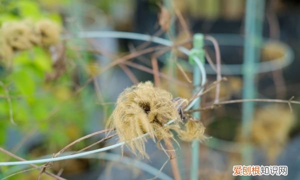 铁线莲有潜叶蝇打什么药,铁线莲叶子很多小孔怎么办