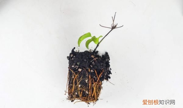 铁线莲有潜叶蝇打什么药，铁线莲叶子很多小孔怎么办
