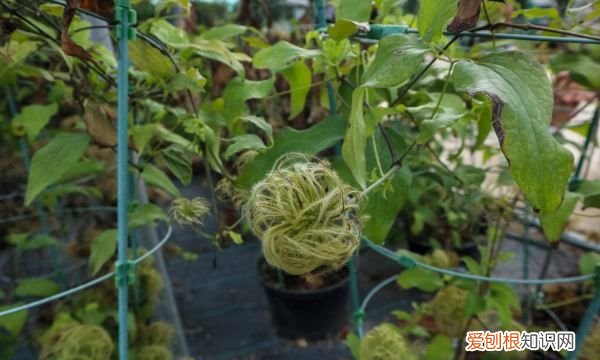铁线莲有潜叶蝇打什么药,铁线莲叶子很多小孔怎么办