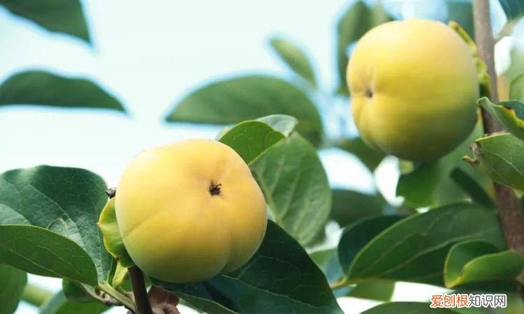 青柿子能做脆柿子吗,晒柿饼的柿子都是脆柿子