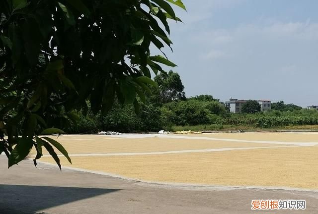 c1驾驶证6年后换证的注意事项