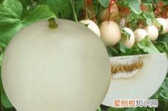 香瓜的热量是多少，一斤香瓜等于多少糖