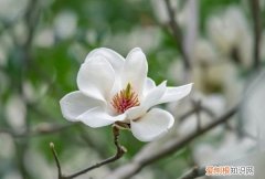 紫玉兰花能吃，紫色玉兰花的药用价值