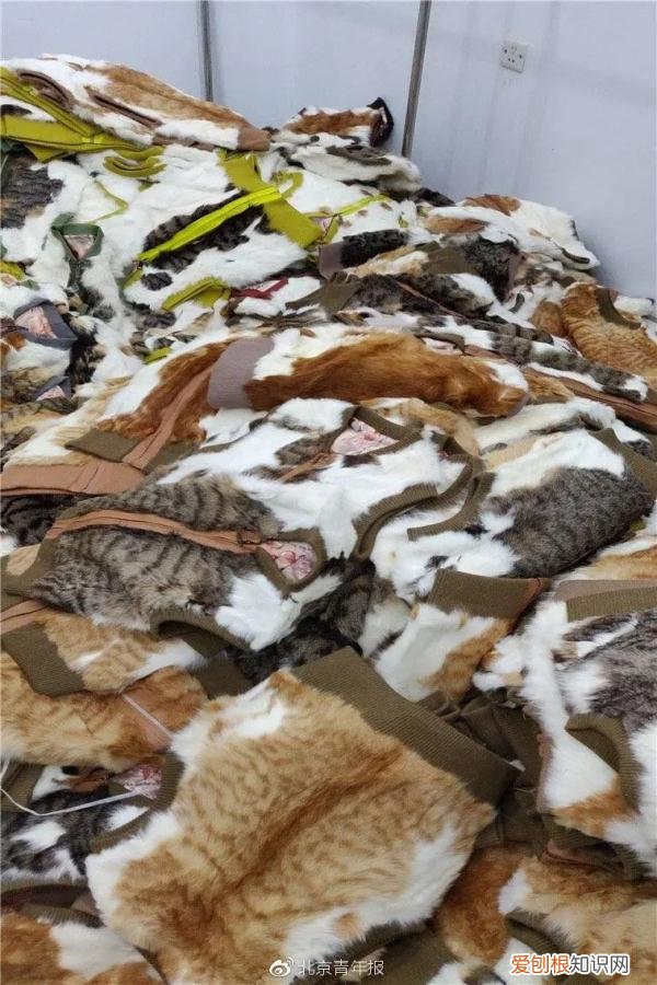 獭兔毛皮草在家清洗的最好方法