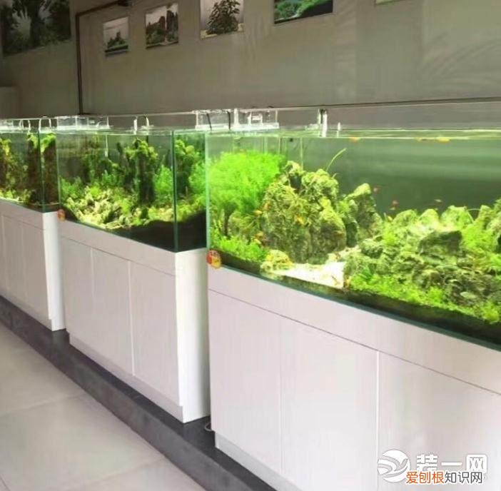 生态鱼缸造景教程怎么做？