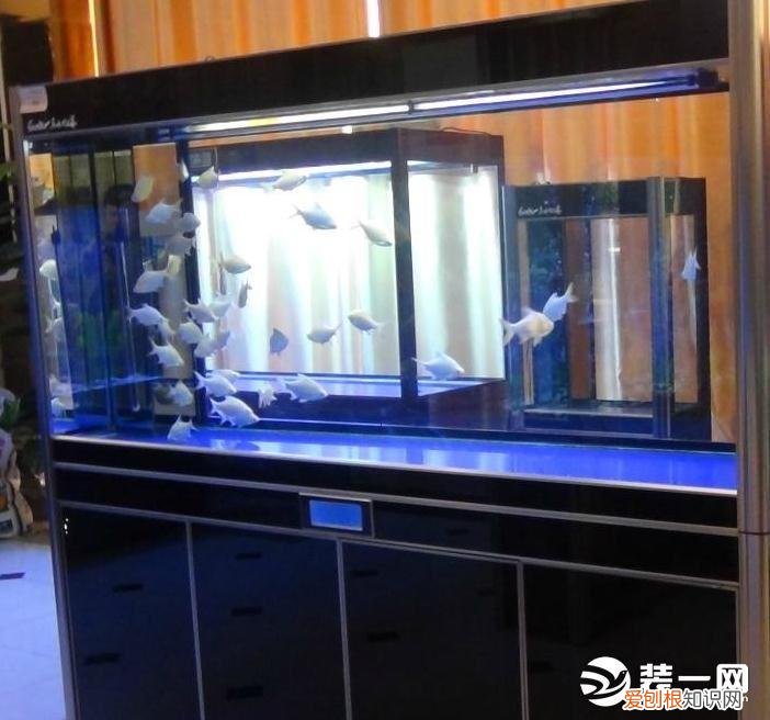 生态鱼缸造景教程怎么做？