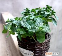 驱蚊薄荷可以食用吗，听说种盆猫薄荷可以驱蚊是真的