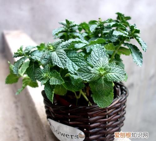 驱蚊薄荷可以食用吗，听说种盆猫薄荷可以驱蚊是真的