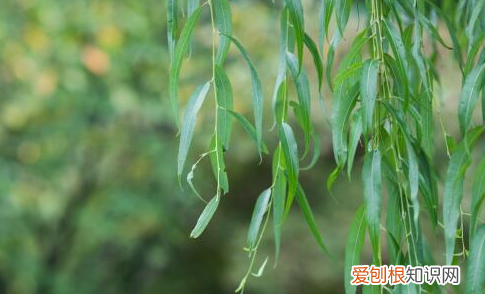 柳树的特点，写出柳树的三个特点