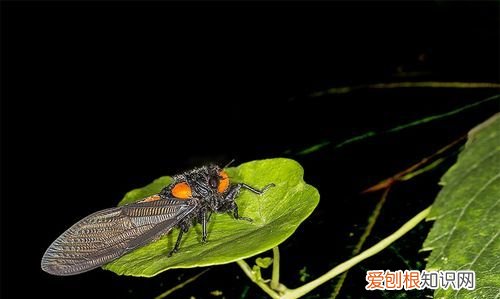 红婵指的是什么意思，飞的红眼虫是什么虫