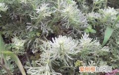 茵陈怎么处理保存，茵陈发黄了还可以吃吗