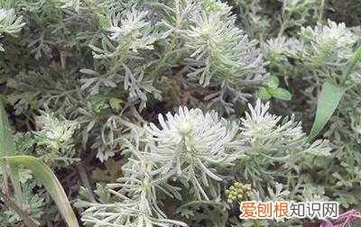 茵陈怎么处理保存，茵陈发黄了还可以吃吗