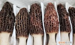 羊肚菌需要焯水吗，素炒羊肚菌是否需要焯水