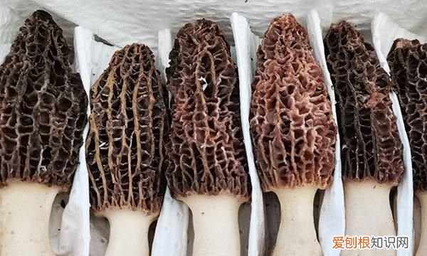 羊肚菌需要焯水吗，素炒羊肚菌是否需要焯水