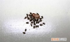 家里出现蟑螂怎么根除，家里发现蟑螂怎么办如何消灭蟑螂的方法