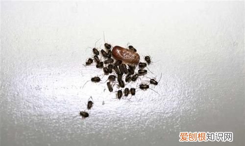 家里出现蟑螂怎么根除，家里发现蟑螂怎么办如何消灭蟑螂的方法