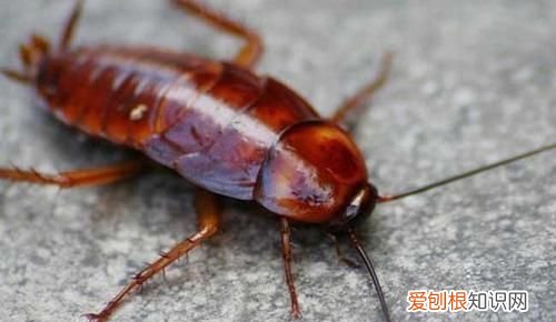 家里出现蟑螂怎么根除，家里发现蟑螂怎么办如何消灭蟑螂的方法