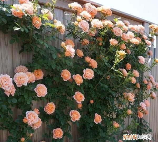 月季为何只长叶不开花，爬藤月季只长叶子不开花怎么回事