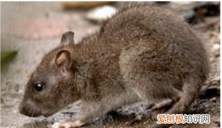 灭鼠方法，灭鼠最佳方法