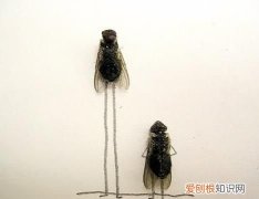 苍蝇怕什么