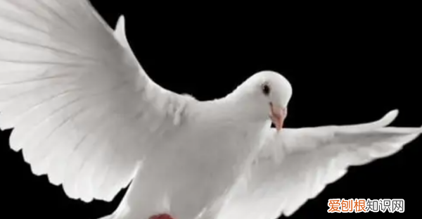 鸽子多大会飞,小鸽子多少天可以家飞